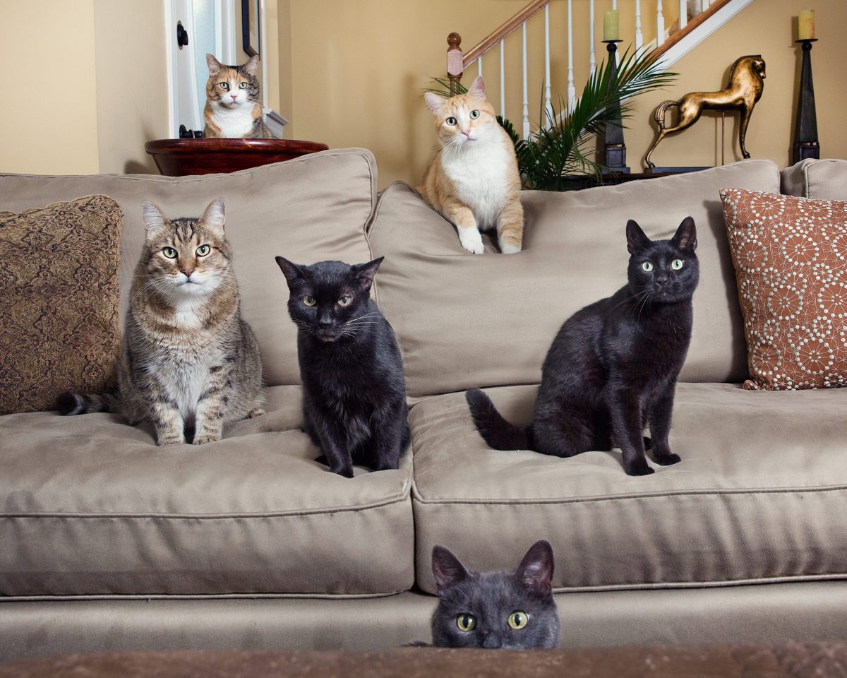 Five sanctuary cats gathered on the couch